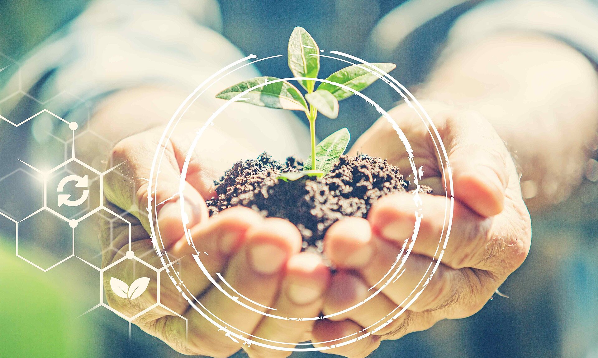 Hands holding a small plant with soil